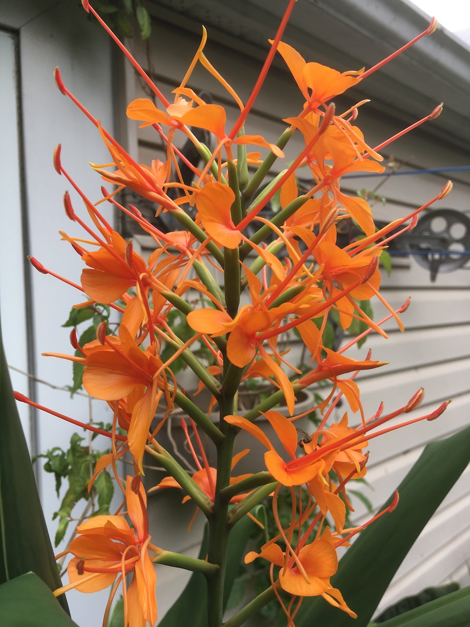 Ginger Lily in bloom