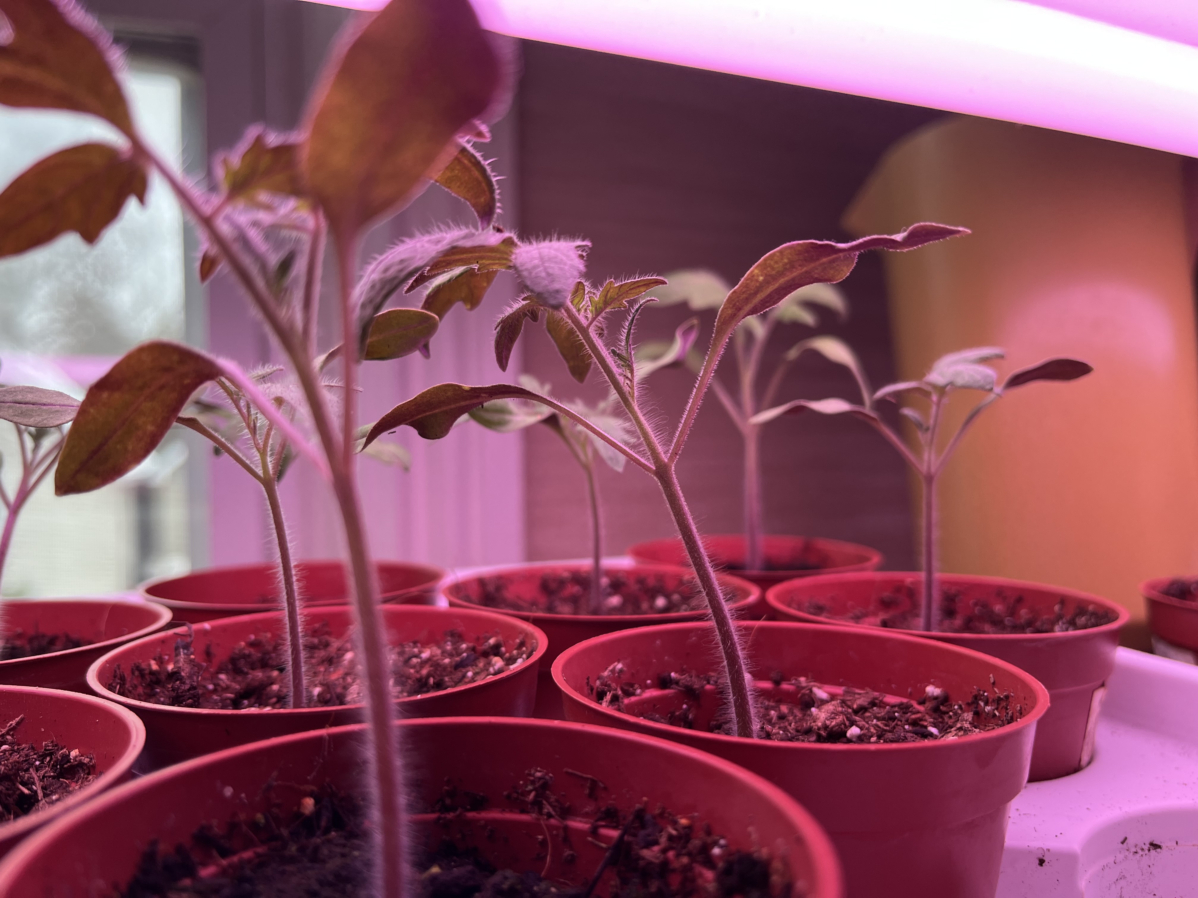 Tyffanie's baby tomato seedlings on April 14, 2022