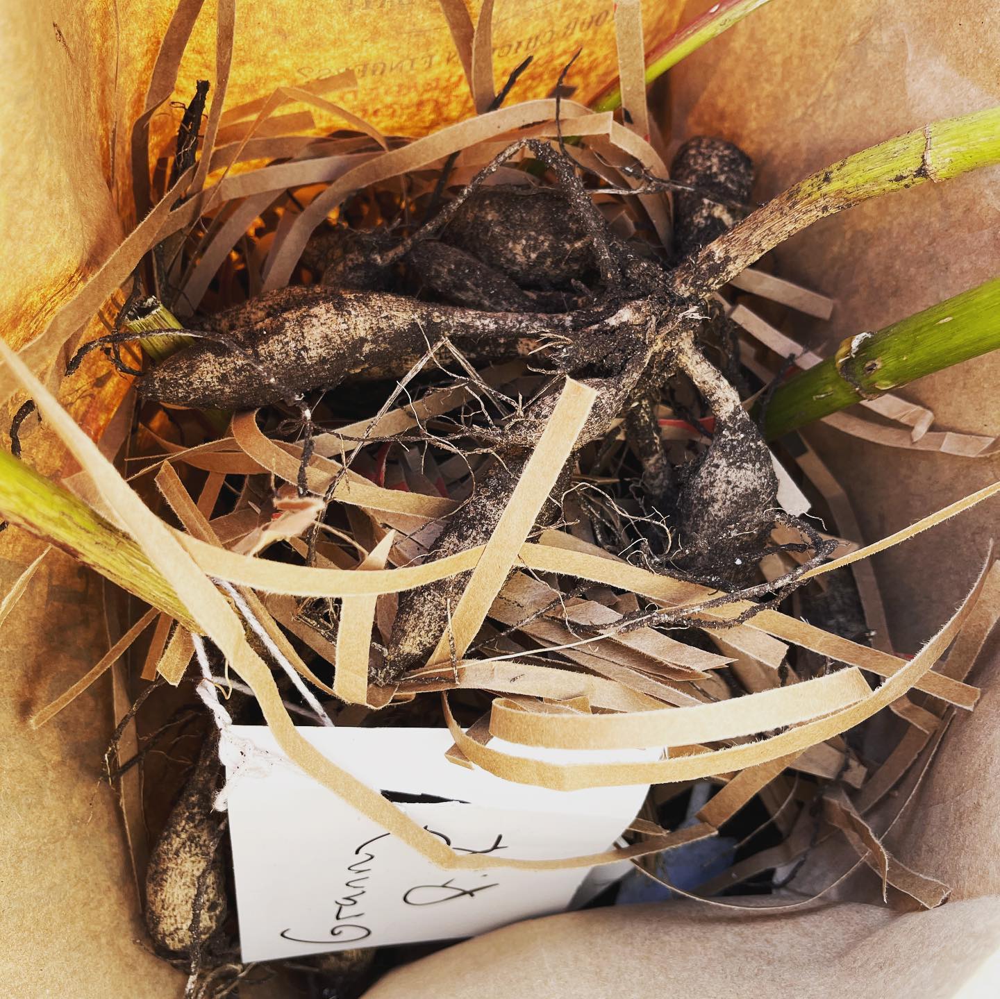 A photo of dahlia tubers stored in a paper bag