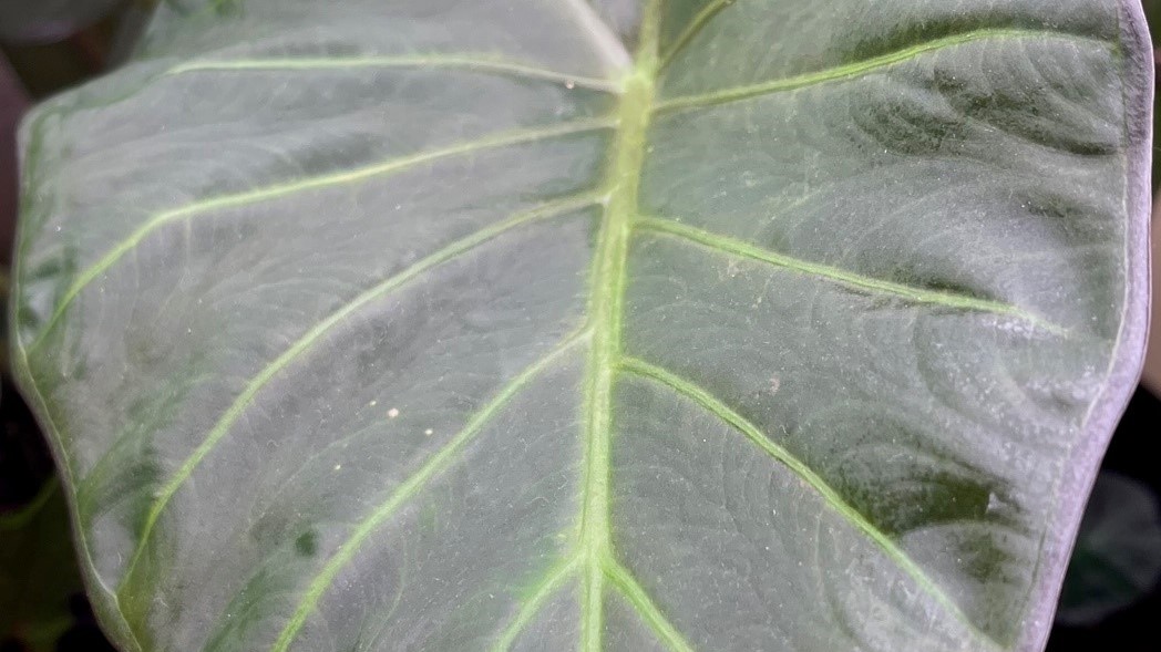 Section of an Alocasia "Regal Sheild" leaf