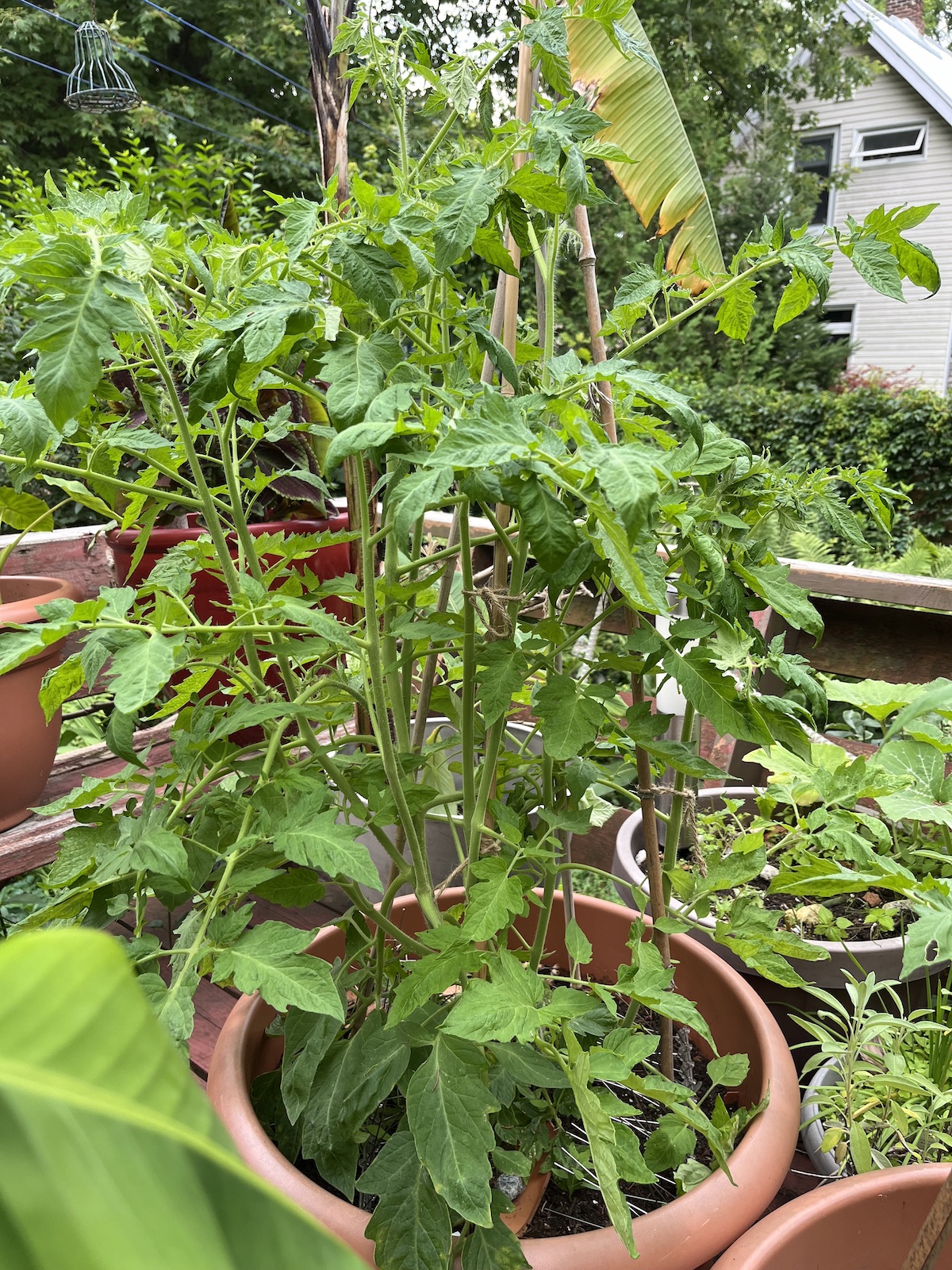 Tomato in a pot