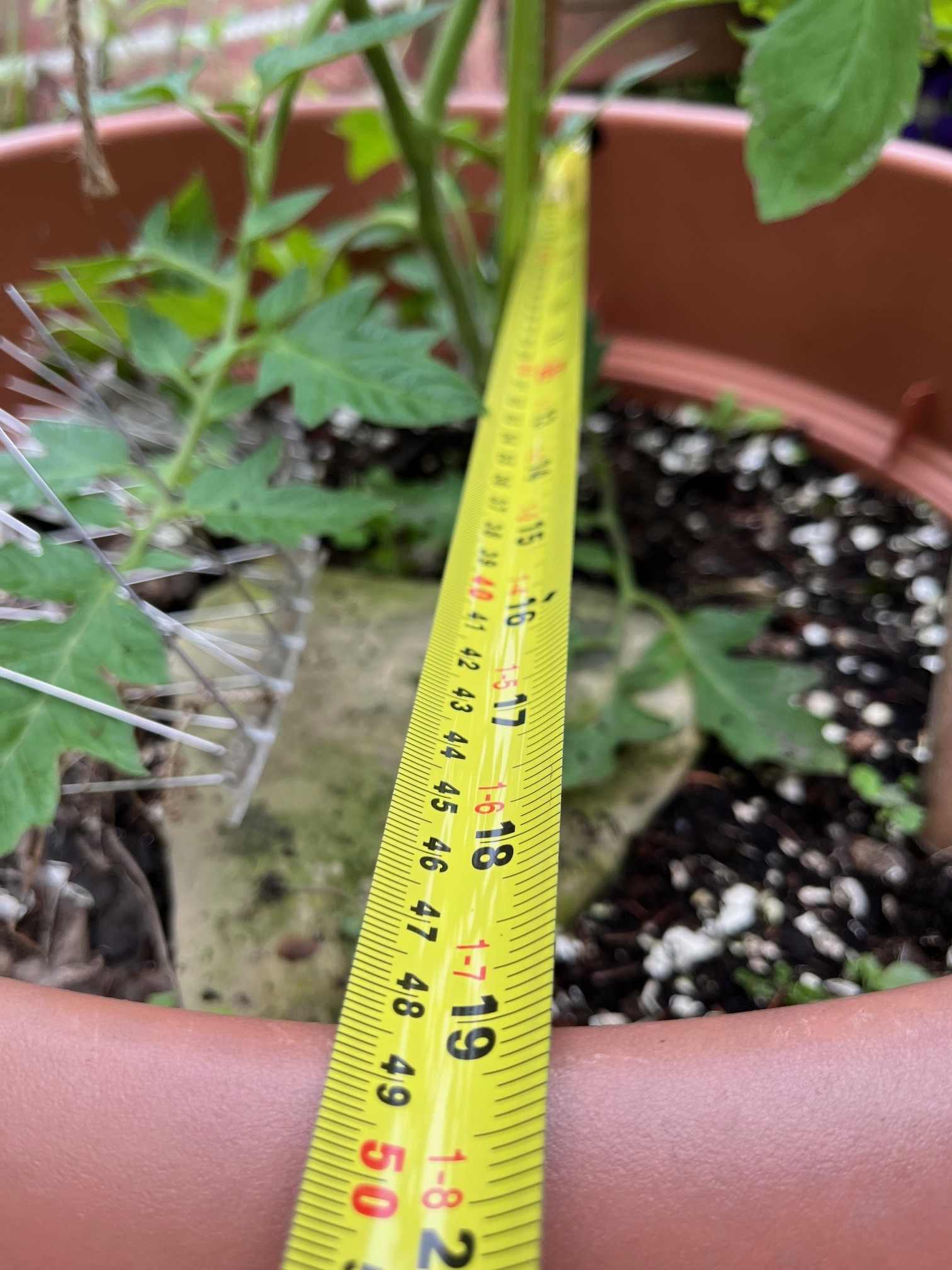 Tomato pot size