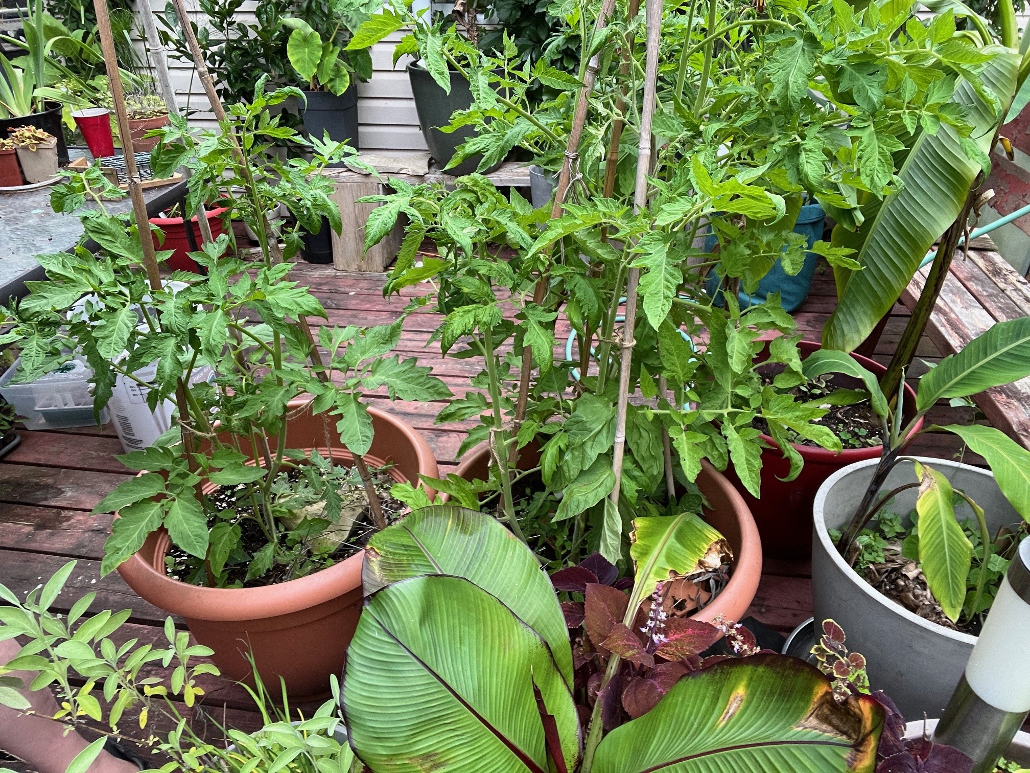 Tomato pots shaded by other pots