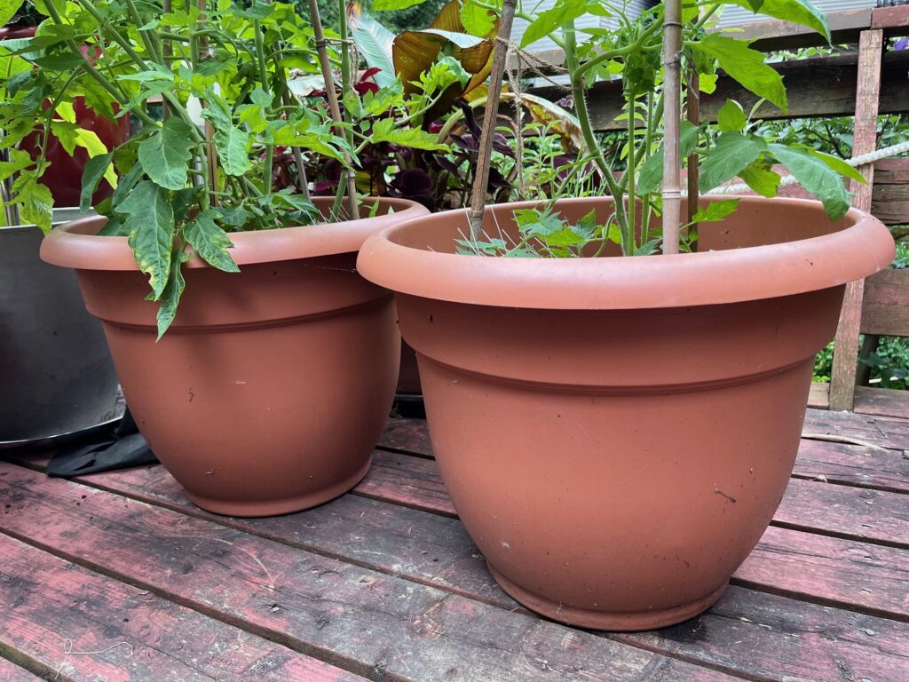 Two large pots growing tomatoes.